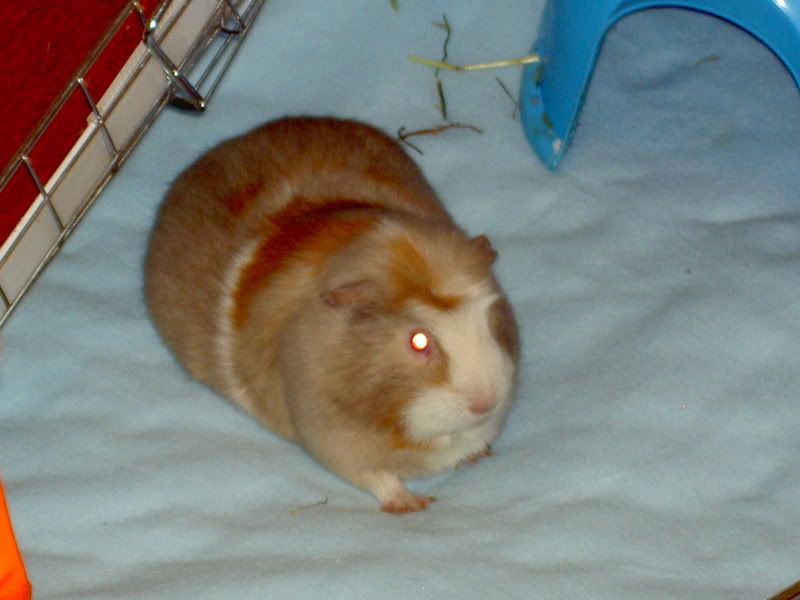 pigs018.jpg