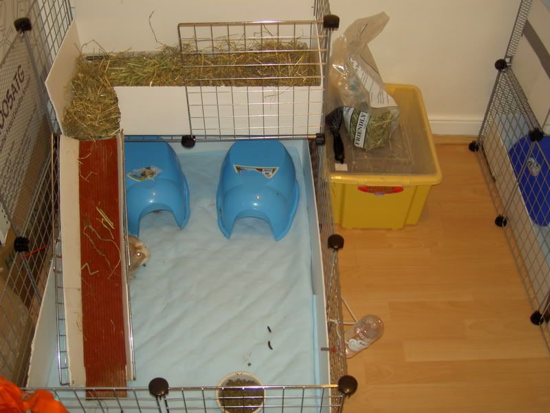 pigs022.jpg