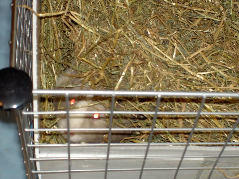 pigs026.jpg