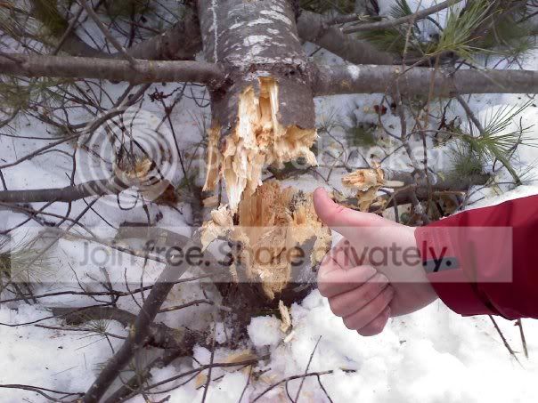 Mythbusters-- can a machine gun chop off a tree | Northeastshooters.com ...