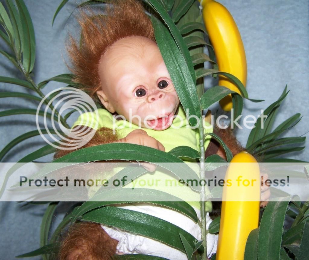 This is such an adorable baby Orangutan and he has the sweetest little