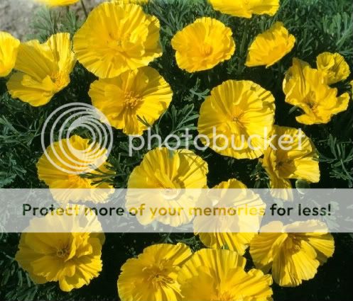 Thai Silk Bush Mix CA Poppy 35 Seeds All The Thai Silks