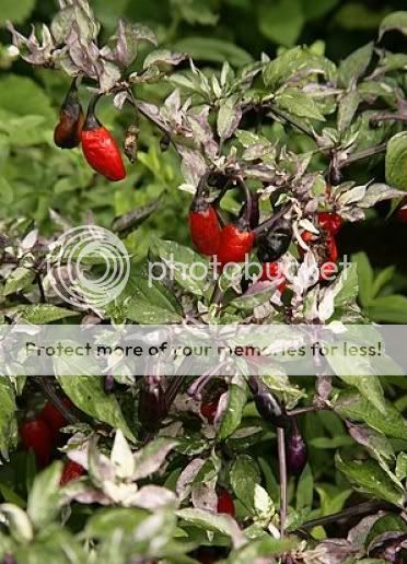 JIGSAW ORNAMENTAL HOT PEPPER SEEDS THEYRE ALSO EDIBLE  