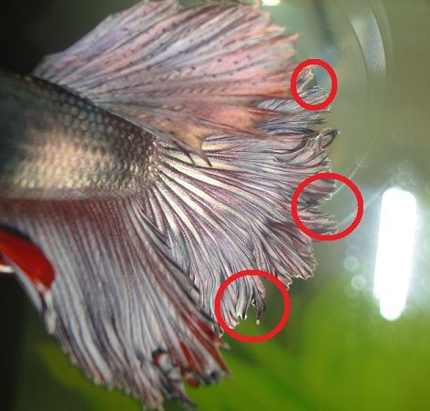 Fraying/Curling Fins | Betta Fish Forum