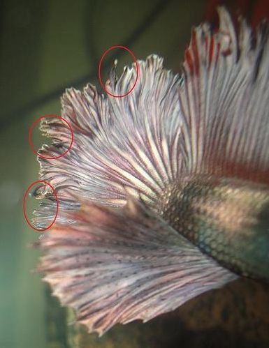 Fraying/Curling Fins | Betta Fish Forum