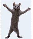 funny_animated_05.gif Dancing Cat 2 image by sjonathan02